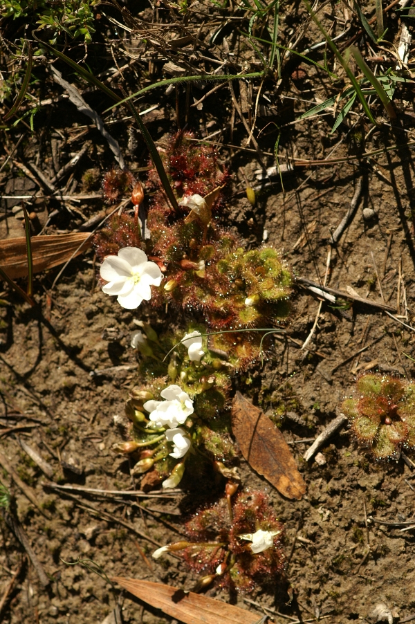 Drosera whitakeri